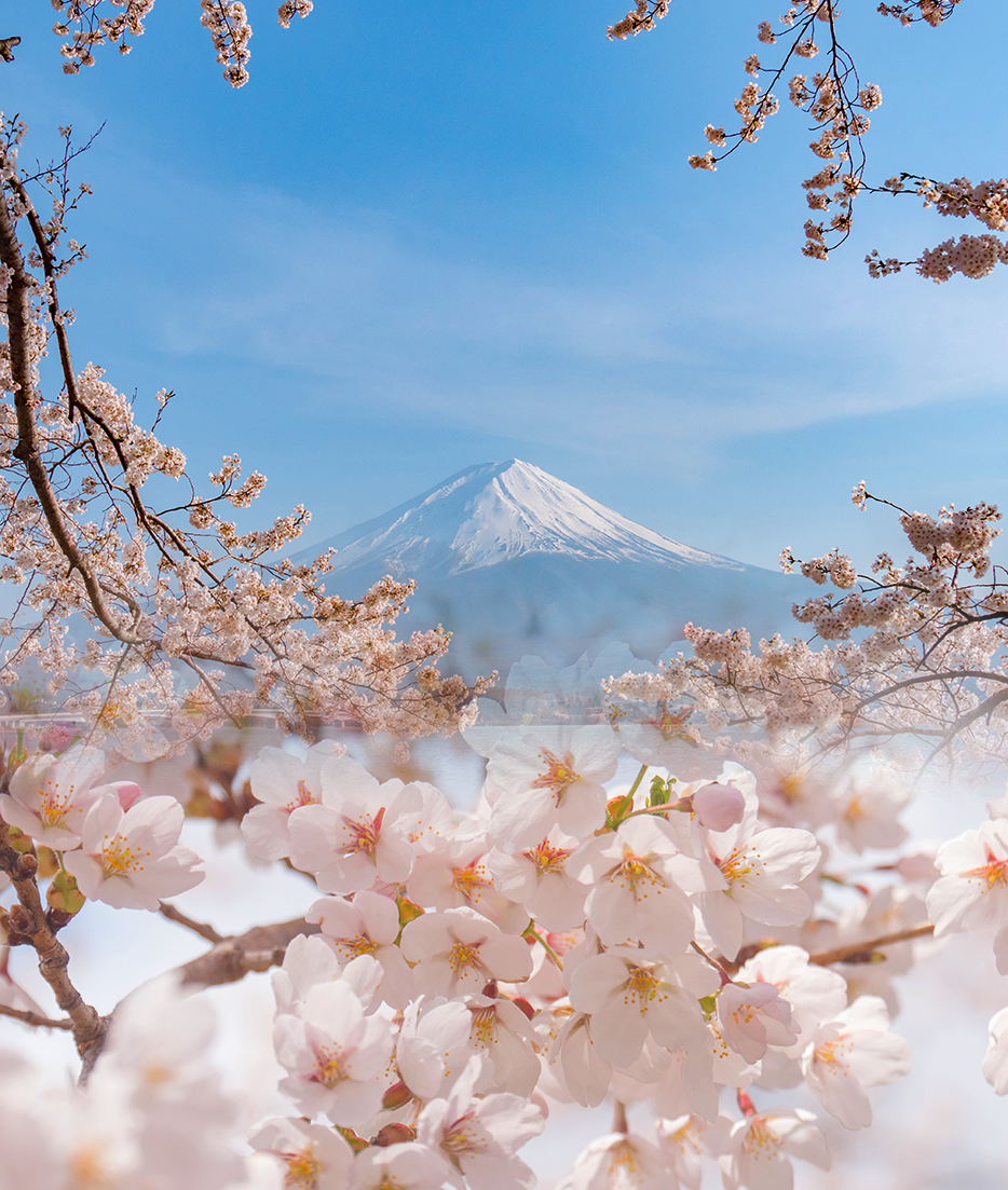 富士山と咲き誇る桜
